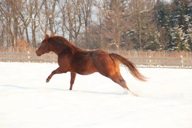 Equidan Adventkalender | Ray