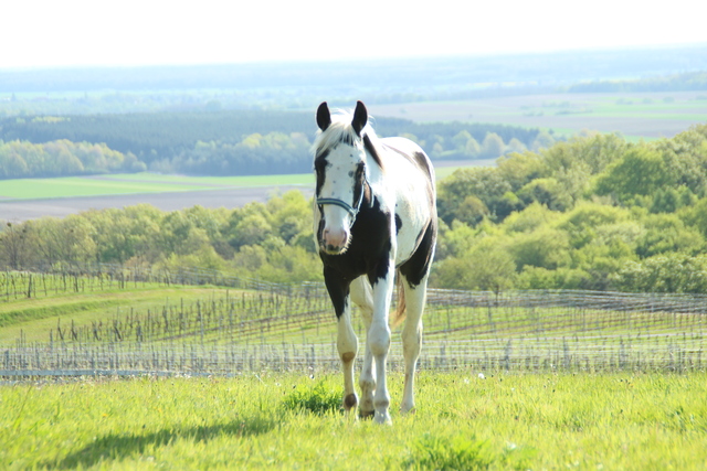 Tobiano