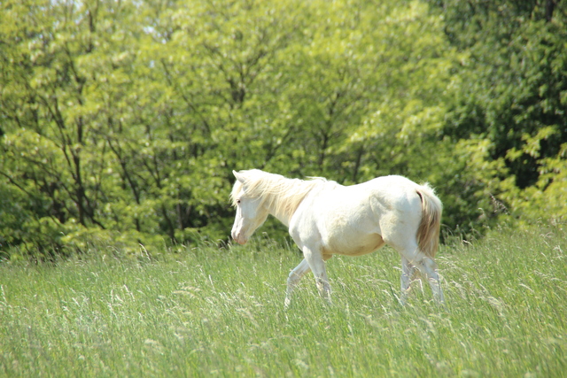 Albino & Albinismus