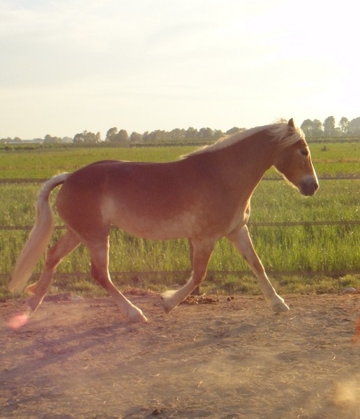 Haflinger